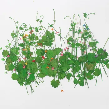 64 adet Preslenmiş Kurutulmuş Androsace umbellata Çiçek Herbaryum Epoksi Reçine Takı Yapımı İçin Yer İmi Yüz Makyaj Tırnak Sanat Zanaat